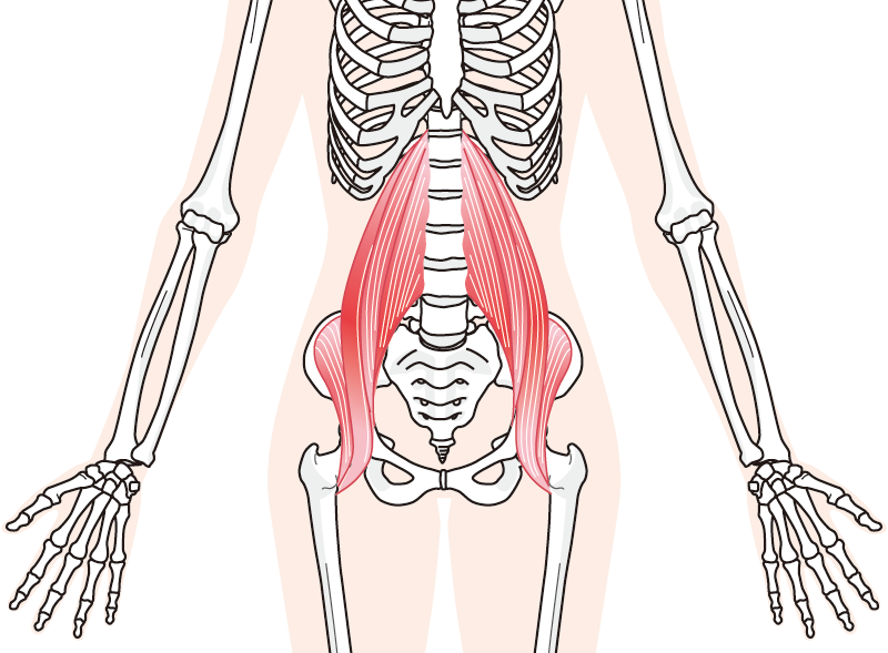 骨盤と筋肉